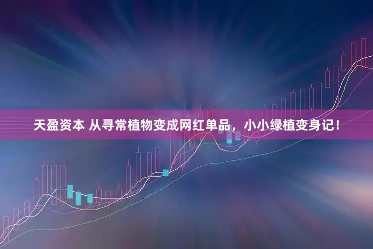 天盈资本 从寻常植物变成网红单品，小小绿植变身记！